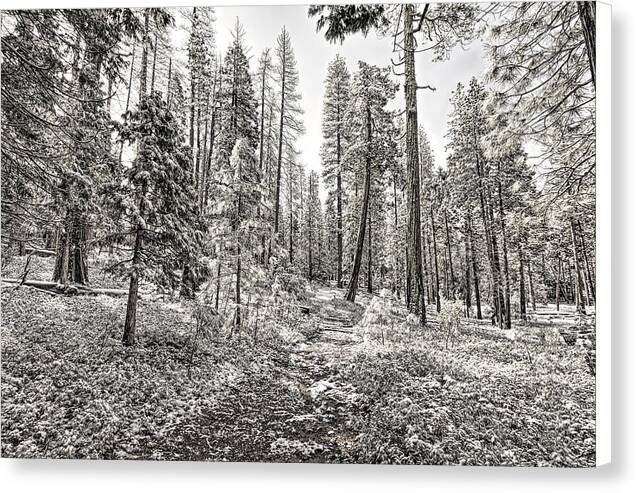 Snowy Yosemite Trail 1 - Canvas Print