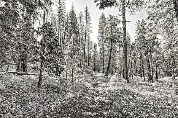 Snowy Yosemite Trail 1 - Art Print