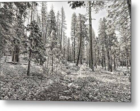 Snowy Yosemite Trail 1 - Metal Print