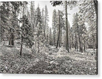 Snowy Yosemite Trail 1 - Acrylic Print