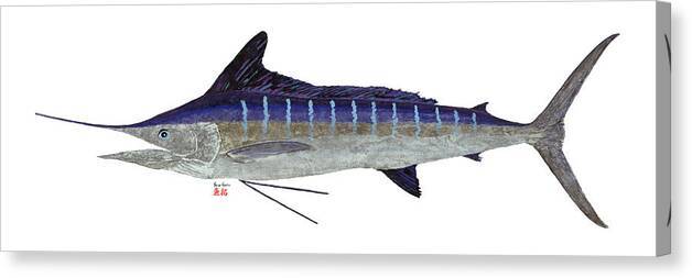 Striped Marlin 1 - Gyotaku Canvas Print Canvas Print 1ArtCollection