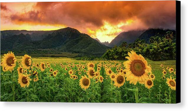 Sunflower Delight 1 - Canvas Print Canvas Print 1ArtCollection