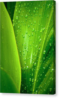 Canvas Print Ti in the Rain 1 - Canvas Print