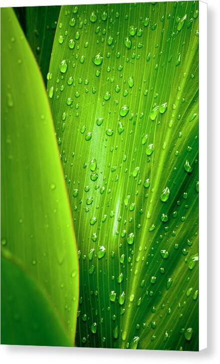 Canvas Print Ti in the Rain 1 - Canvas Print