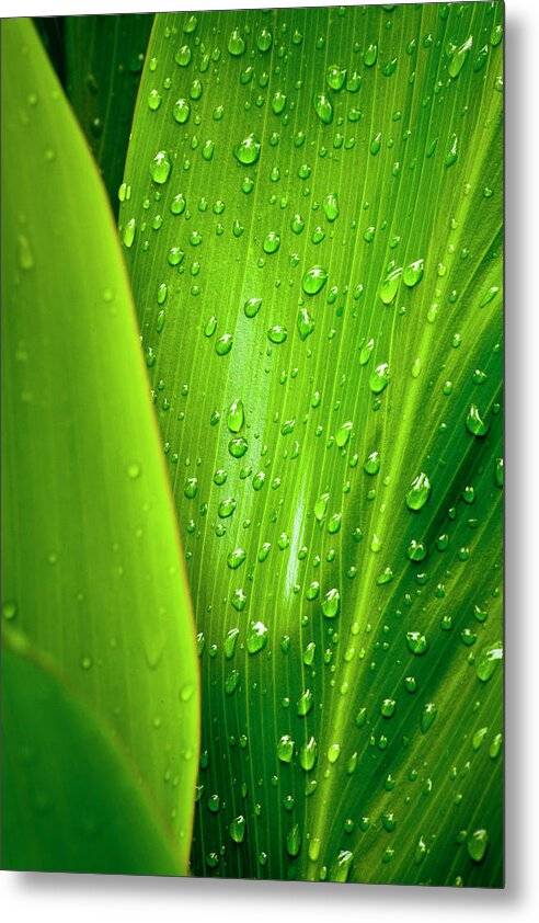 Metal Print Ti in the Rain 1 - Metal Print