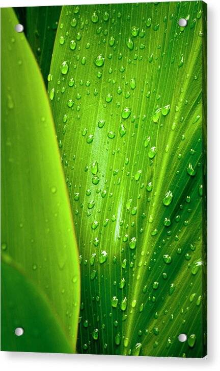 Acrylic Print Ti in the Rain 1 - Acrylic Print