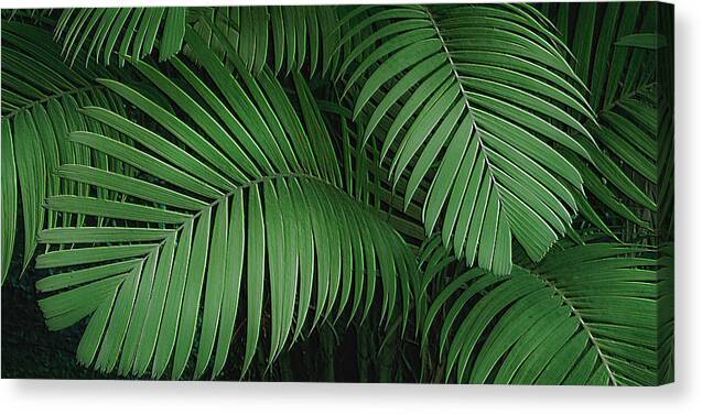 Tiger Palm Design 1 - Canvas Print Canvas Print 1ArtCollection