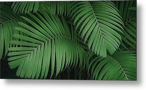 Tiger Palm Design 1 - Metal Print Metal Print 1ArtCollection