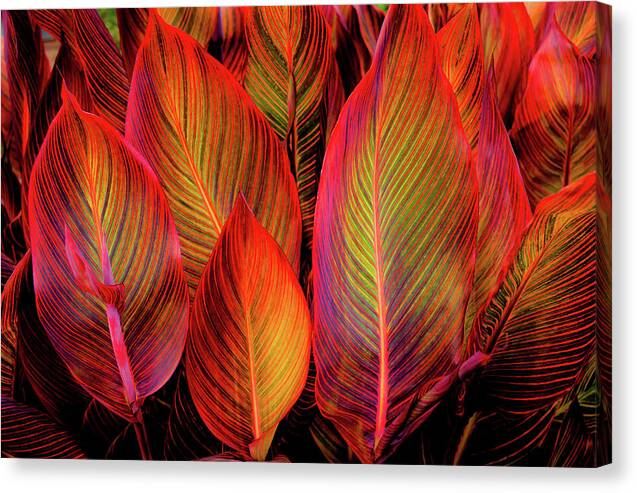 Tropicana Canna Glow 1 - Canvas Print