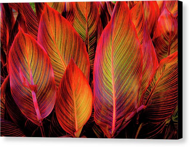 Tropicana Canna Glow 1 - Canvas Print