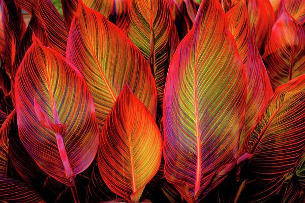 Tropicana Canna Glow 1 - Art Print