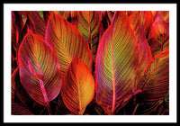 Tropicana Canna Glow 1 - Framed Print