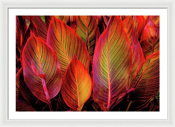 Tropicana Canna Glow 1 - Framed Print