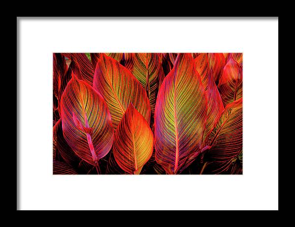 Tropicana Canna Glow 1 - Framed Print