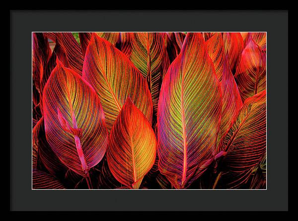 Tropicana Canna Glow 1 - Framed Print