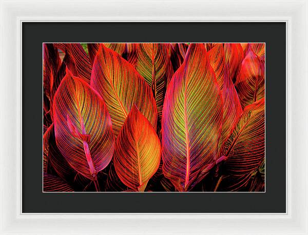 Tropicana Canna Glow 1 - Framed Print