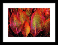 Tropicana Canna Glow 1 - Framed Print