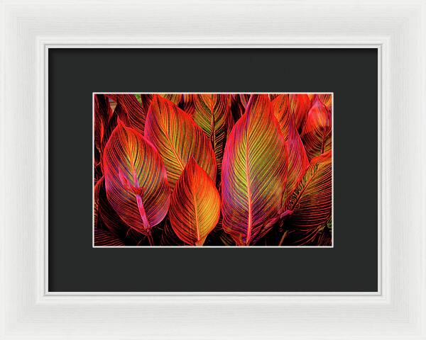 Tropicana Canna Glow 1 - Framed Print