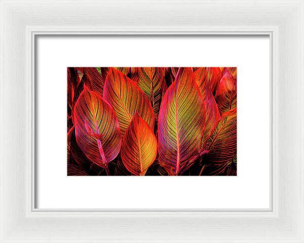 Tropicana Canna Glow 1 - Framed Print