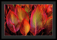 Tropicana Canna Glow 1 - Framed Print