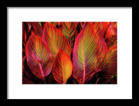 Tropicana Canna Glow 1 - Framed Print