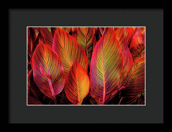 Tropicana Canna Glow 1 - Framed Print