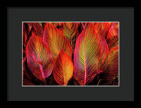 Tropicana Canna Glow 1 - Framed Print