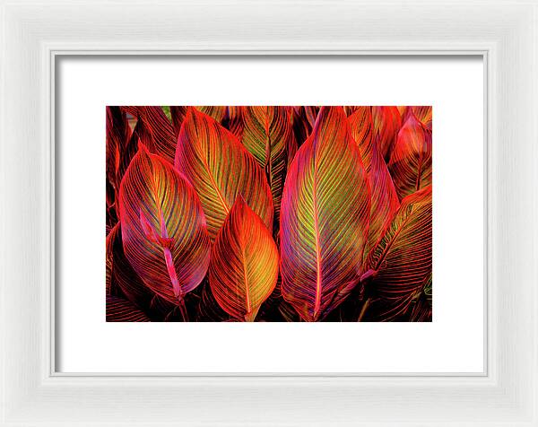 Tropicana Canna Glow 1 - Framed Print