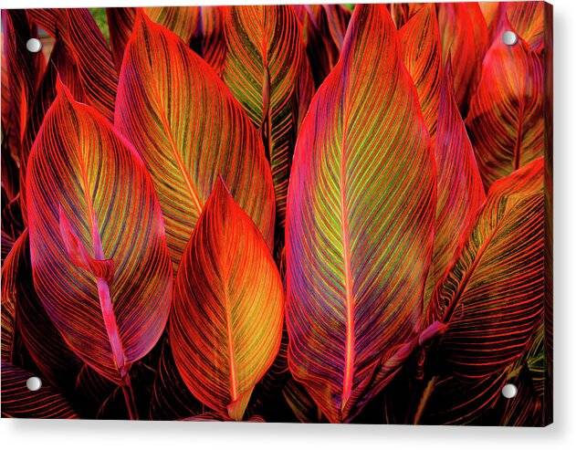 Tropicana Canna Glow 1 - Acrylic Print