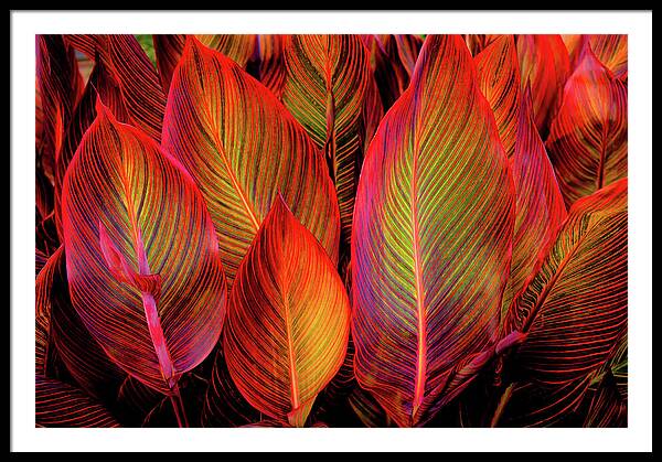 Tropicana Canna Glow 1 - Framed Print