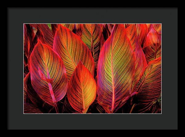 Tropicana Canna Glow 1 - Framed Print