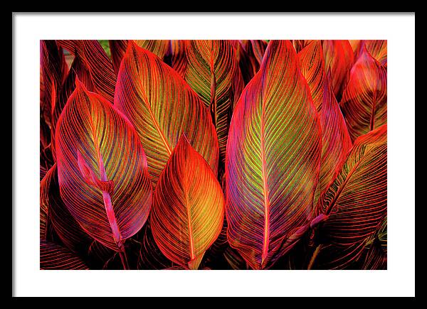 Tropicana Canna Glow 1 - Framed Print