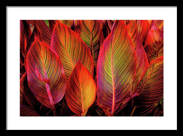 Tropicana Canna Glow 1 - Framed Print