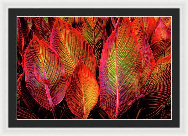 Tropicana Canna Glow 1 - Framed Print