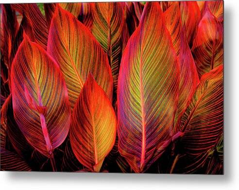 Tropicana Canna Glow 1 - Metal Print