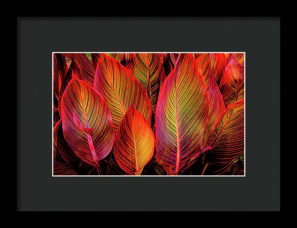 Tropicana Canna Glow 1 - Framed Print