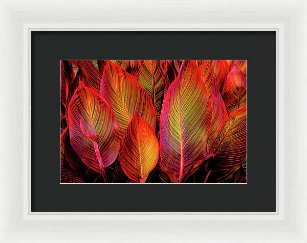 Tropicana Canna Glow 1 - Framed Print