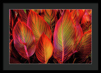 Tropicana Canna Glow 1 - Framed Print