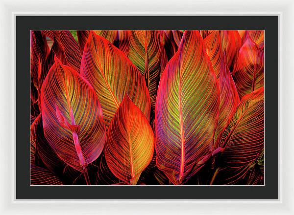 Tropicana Canna Glow 1 - Framed Print