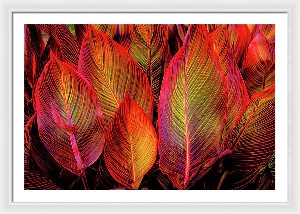 Tropicana Canna Glow 1 - Framed Print