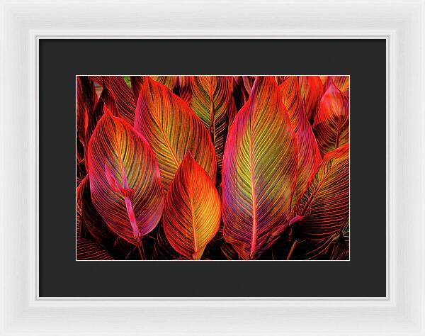 Tropicana Canna Glow 1 - Framed Print