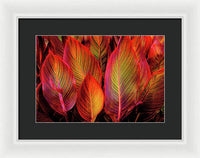 Tropicana Canna Glow 1 - Framed Print