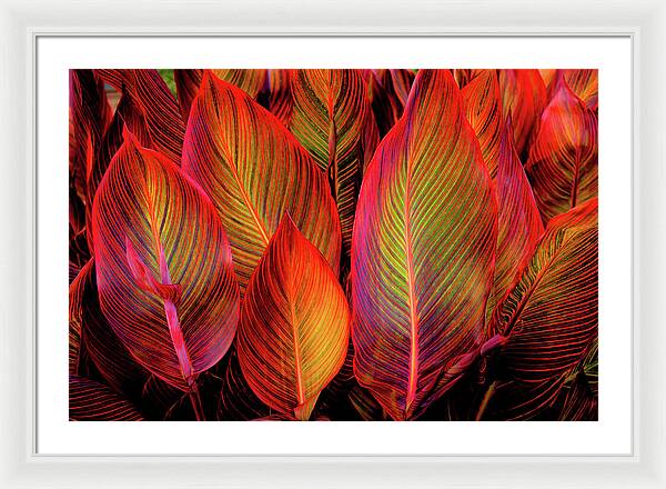 Tropicana Canna Glow 1 - Framed Print