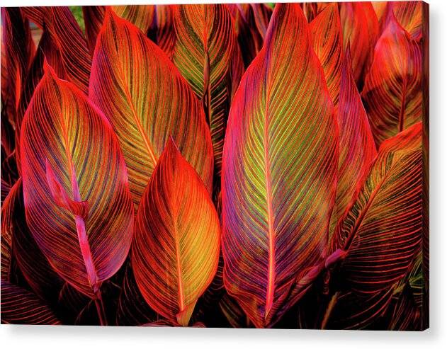 Tropicana Canna Glow 1 - Acrylic Print