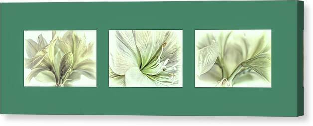 White Amaryllis Triptych 1 - Canvas Print