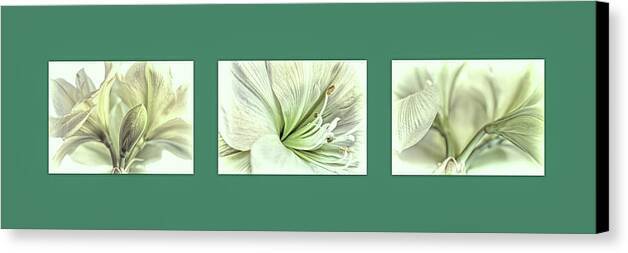 White Amaryllis Triptych 1 - Canvas Print