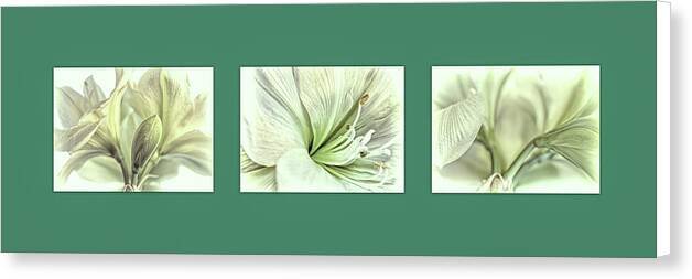 White Amaryllis Triptych 1 - Canvas Print