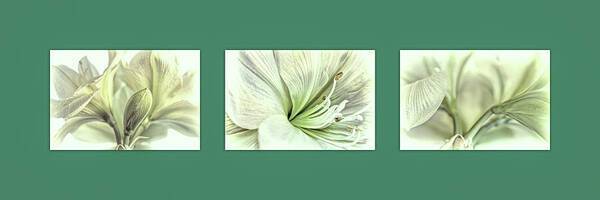 Amaryllis Triptych on Green - Art Print