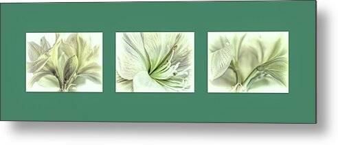 White Amaryllis Triptych 1 - Metal Print