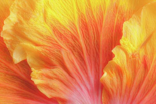 Hibiscus Waves 2 - Art Print Art Print 1ArtCollection